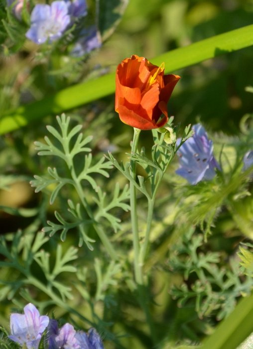 Eschscholzia californica 'Ballerina'